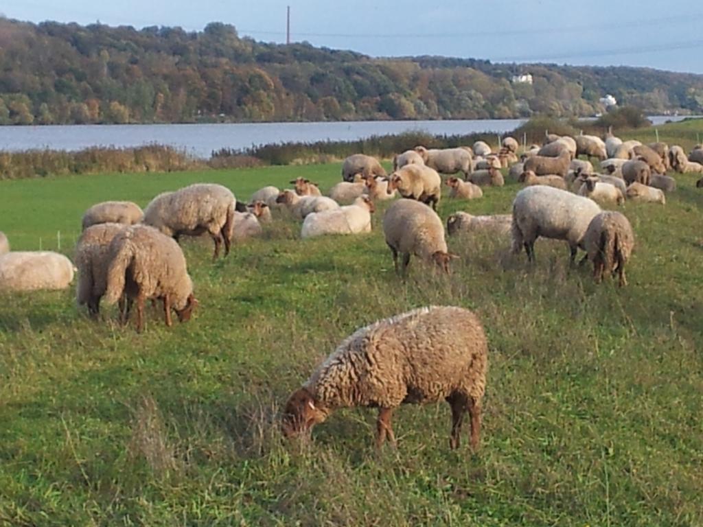 Elbe-Ferien 2 Lägenhet Tespe Rum bild