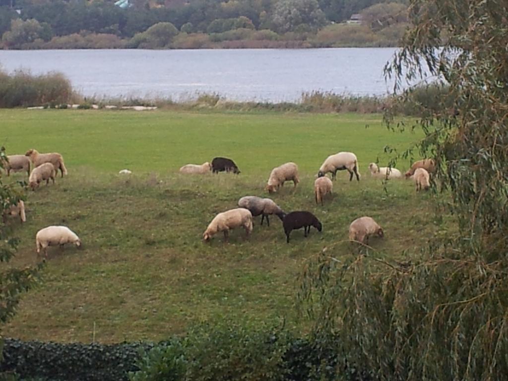 Elbe-Ferien 2 Lägenhet Tespe Exteriör bild